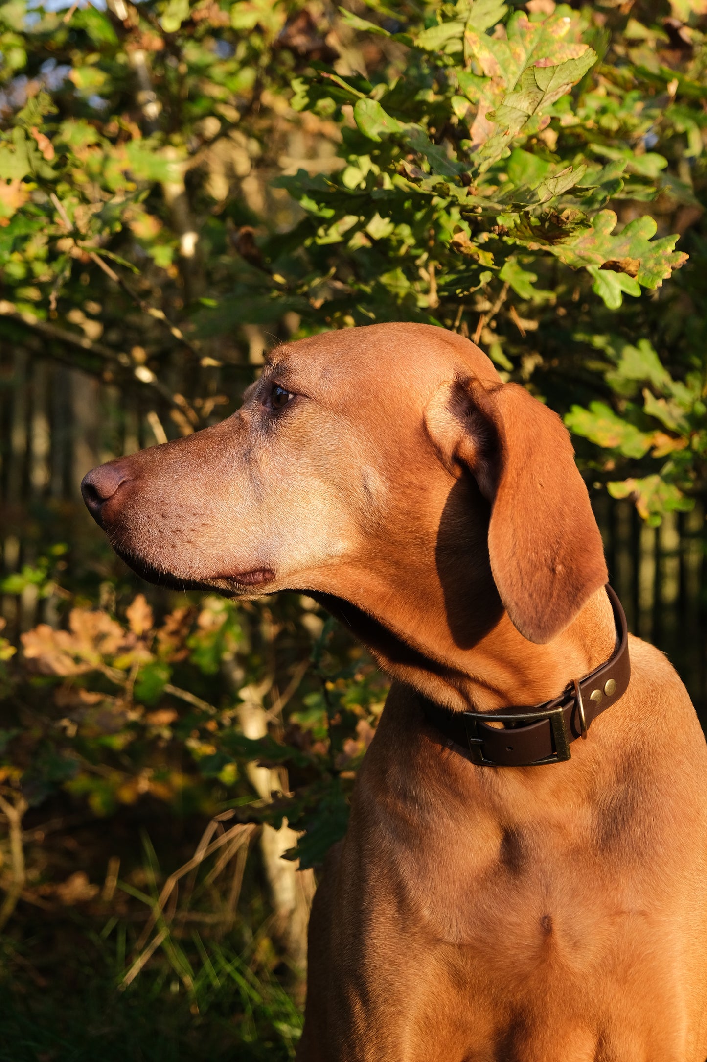 Collar 'Olaf'