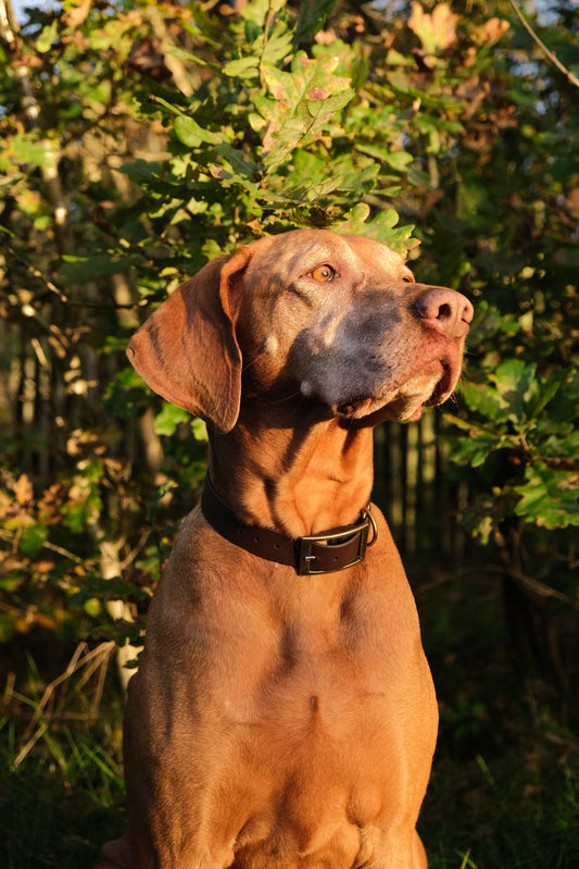 Collar 'Olaf'