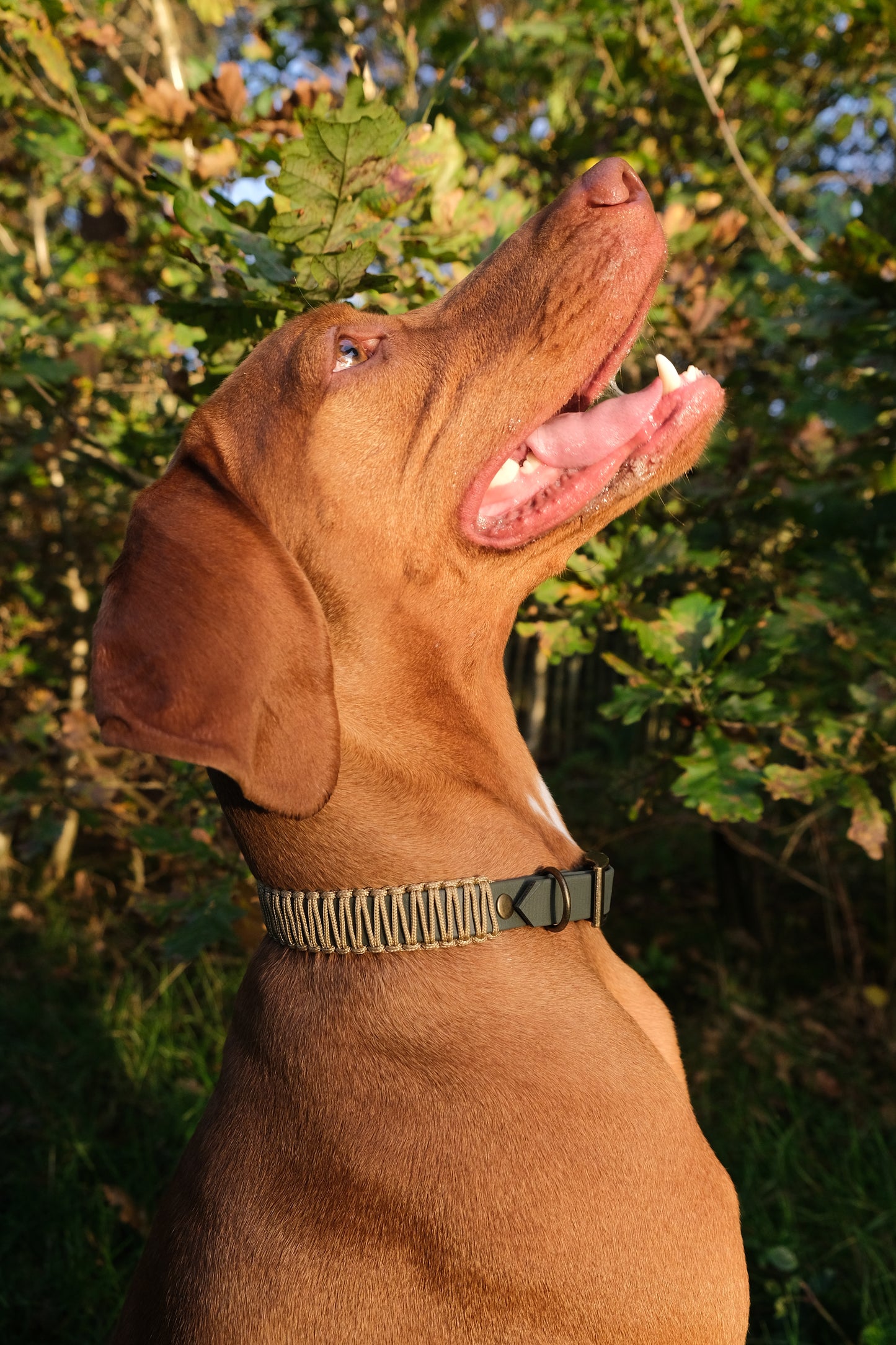 Collar 'Hunter'