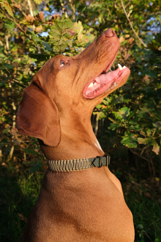 Collar 'Hunter'