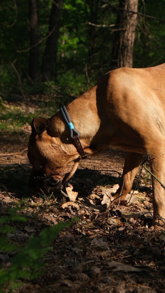 Collar 'Arko'